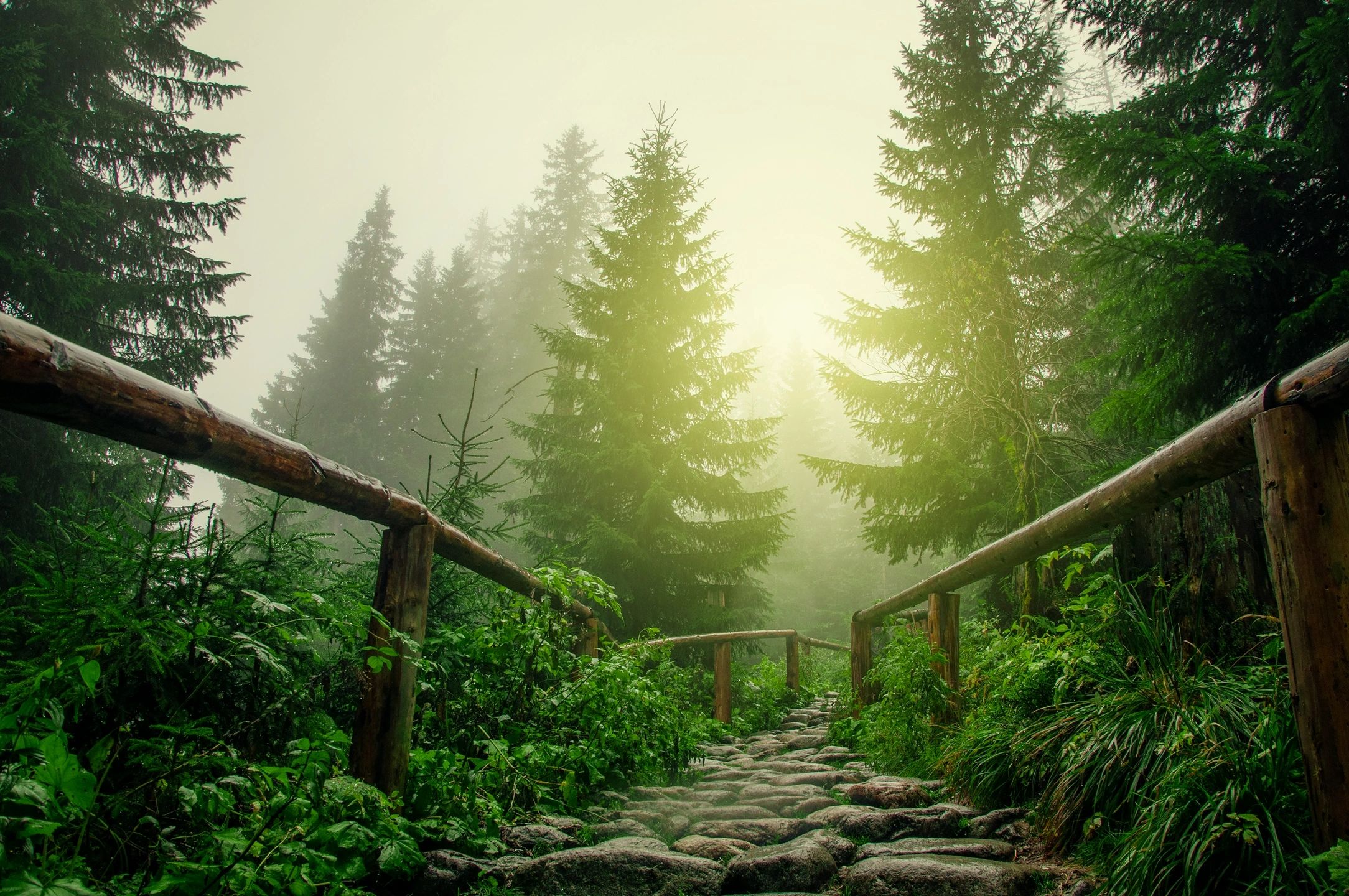 Misty forest pathway — Obesity Care